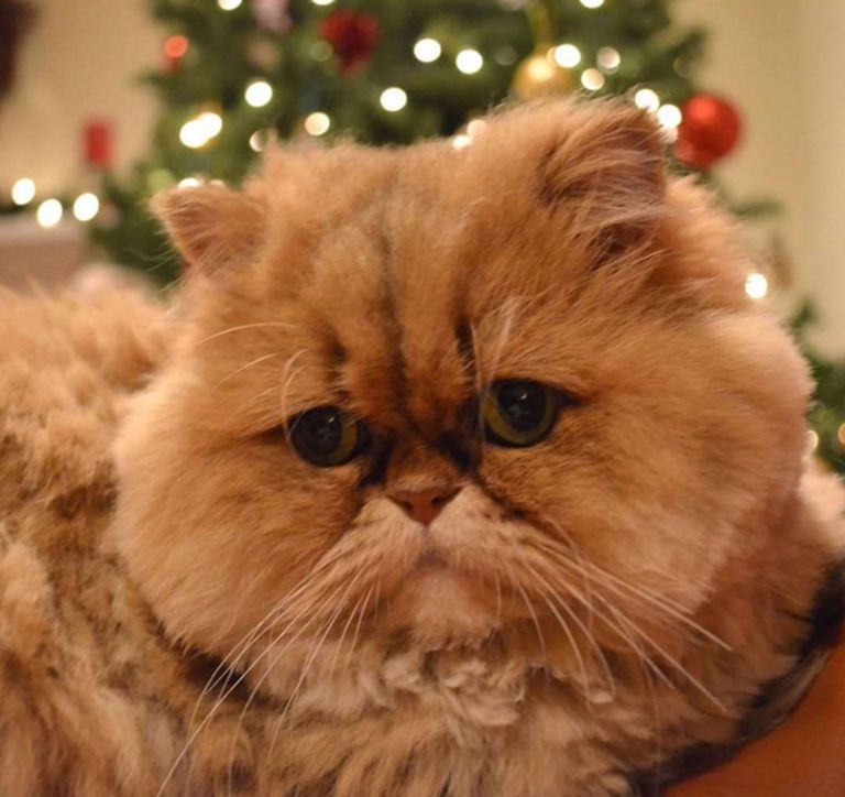 Ümar nägu on iseloomulik pärsia kassile. Foto: Caters News Agency/Scanpix
