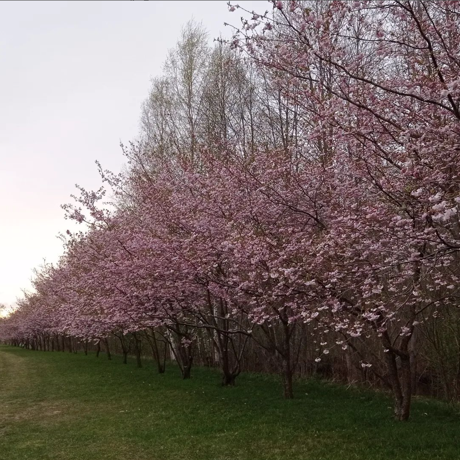 Сакура