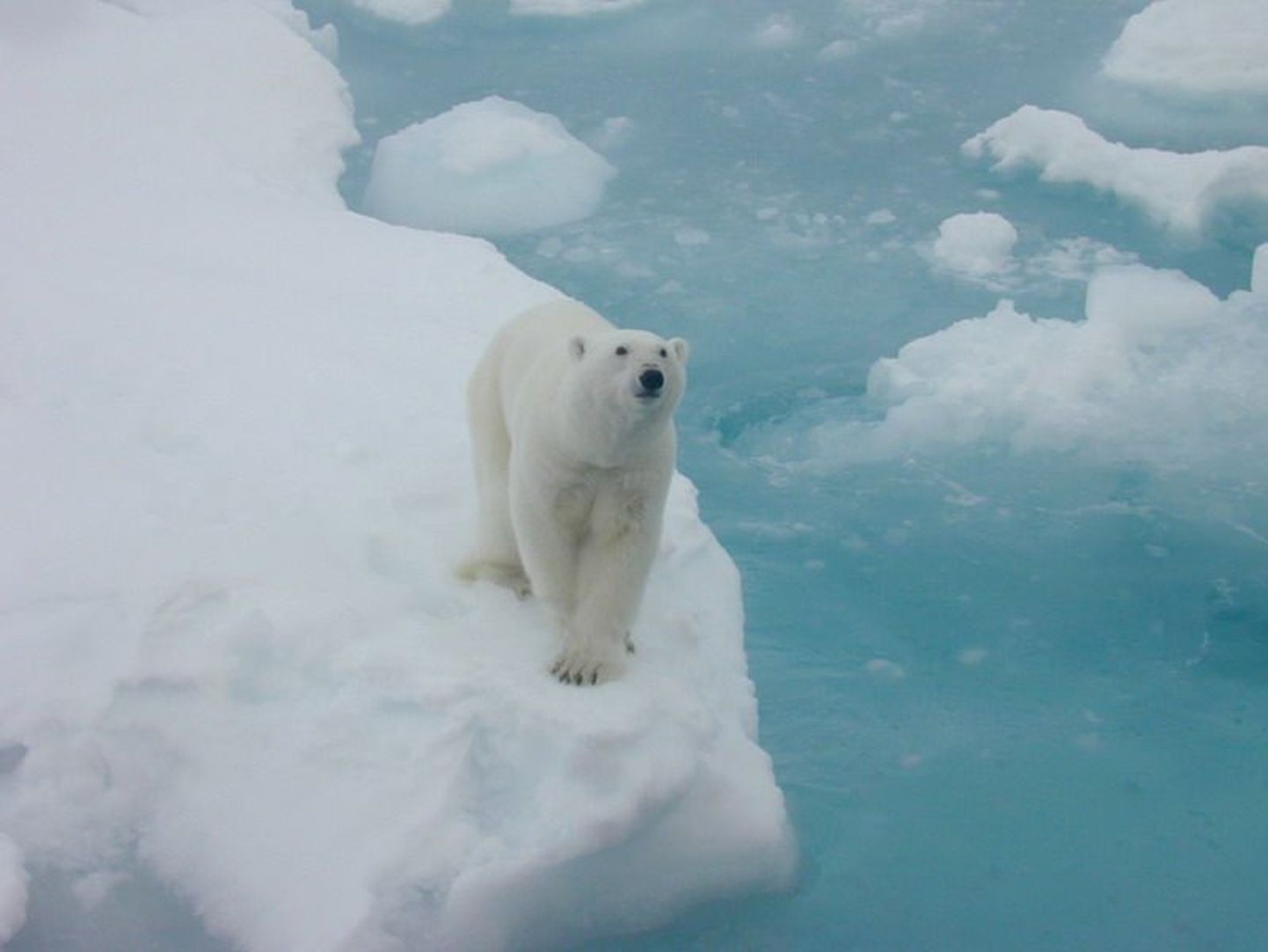 Arktika jääkaru.