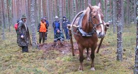 Kirvega minnakse metsa puude märgistamiseks