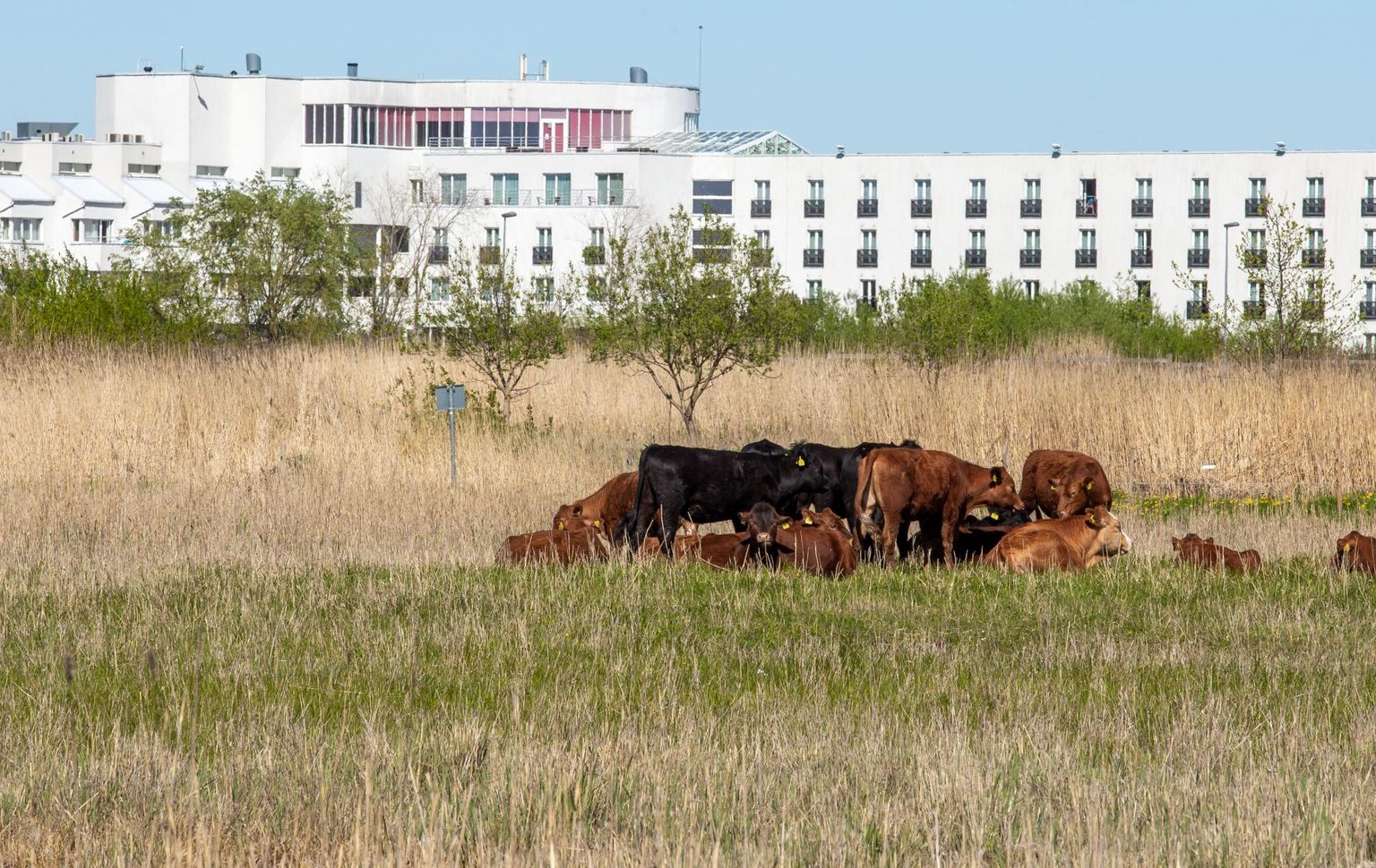 Pärnu pääses Green Destinationsi kestlike sihtkohtade nimekirja kaitsealuse rannaniidu külastajatele avamise edulooga.
