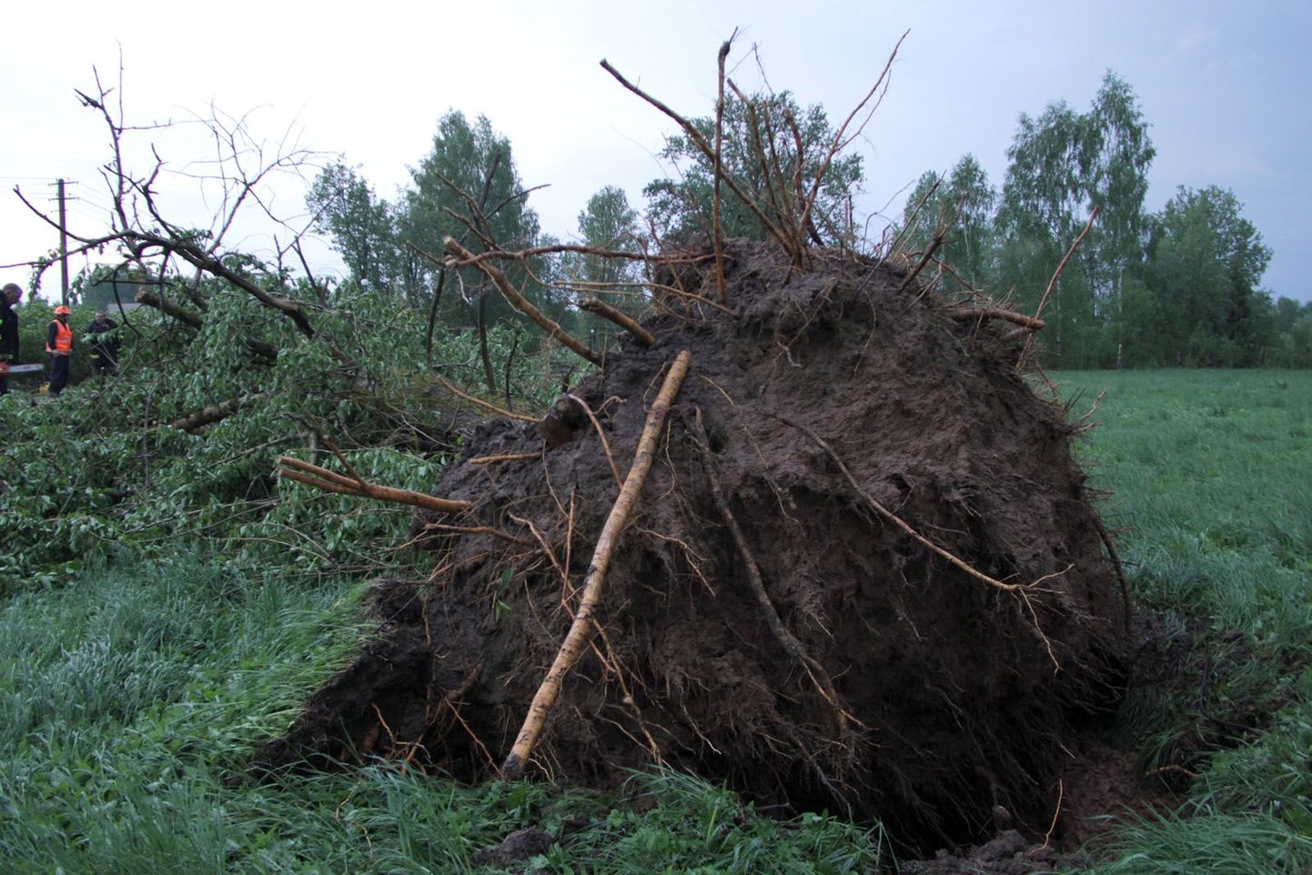 Liiklejaid võivad ohustada ka tuule tõttu murduvad või juurtega maast välja kistavad puud. Foto on illustratiivne.