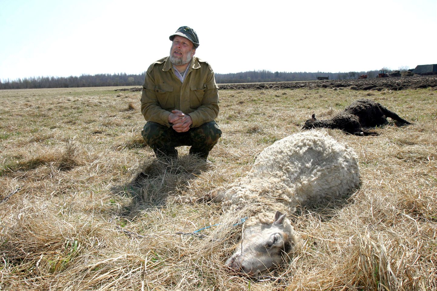 Vareme talu peremees Mart Holst hundi murtud lammaste juures.