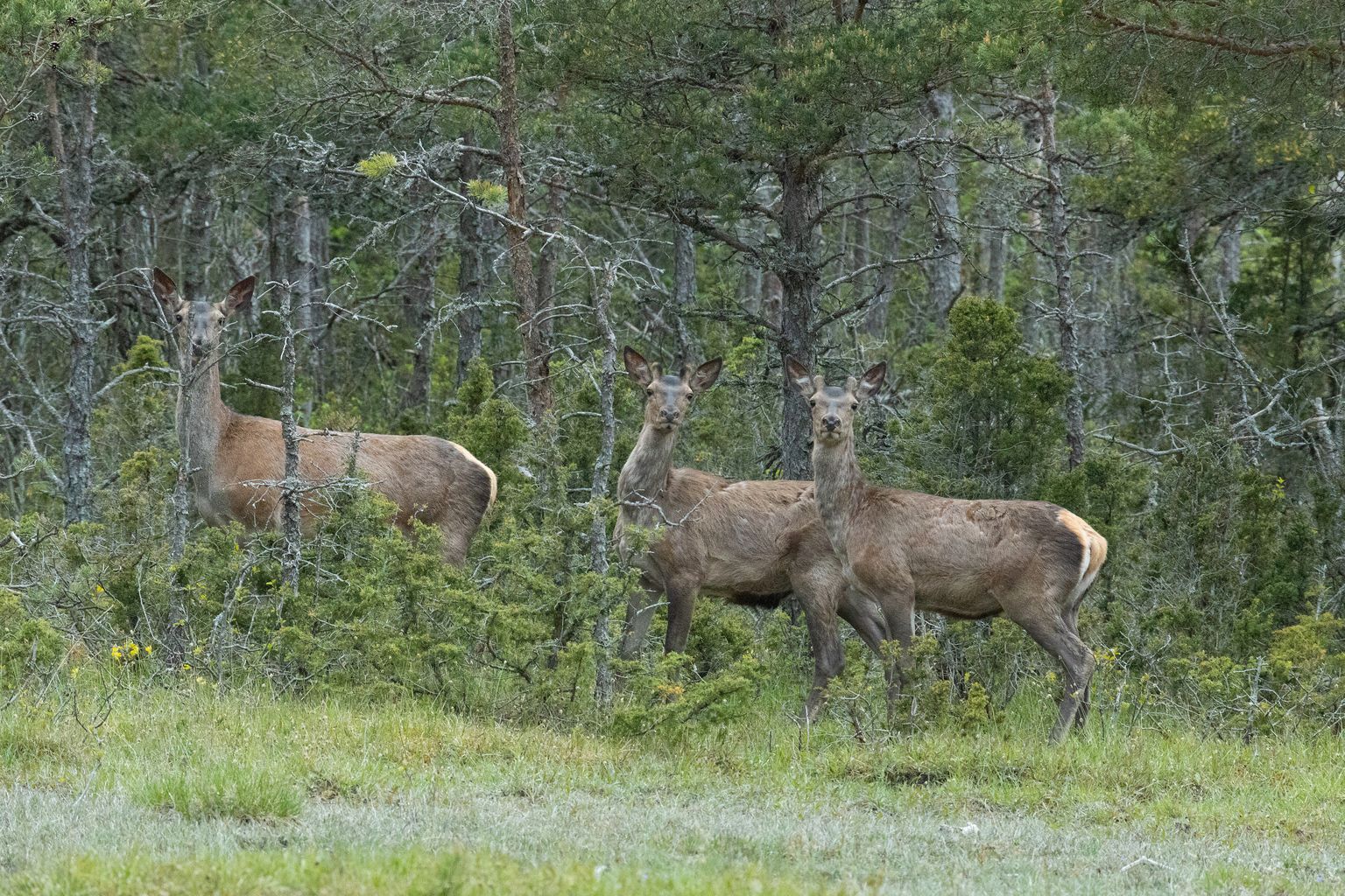 SIHIKUL: See vereta lask tabas salka uudishimulikke metskitsi.