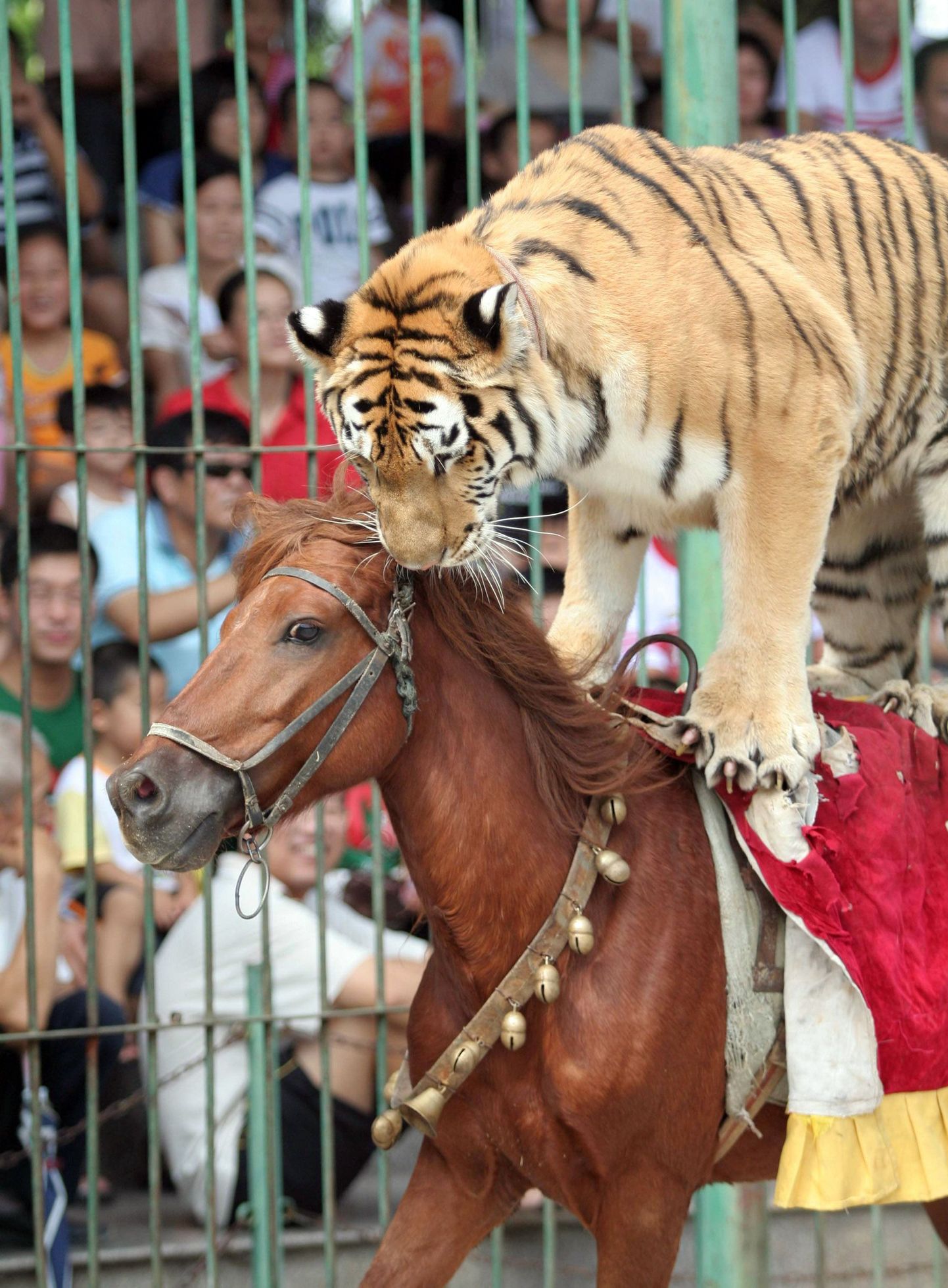 Hiina Haicangi linna loomaaia trirkuseetendus