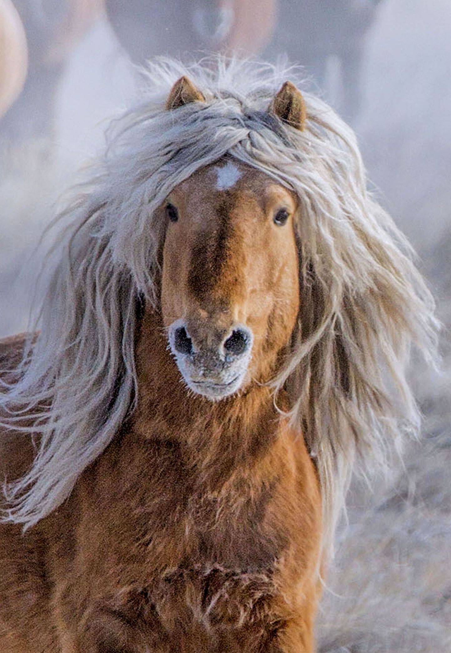 Mongoolia hobune