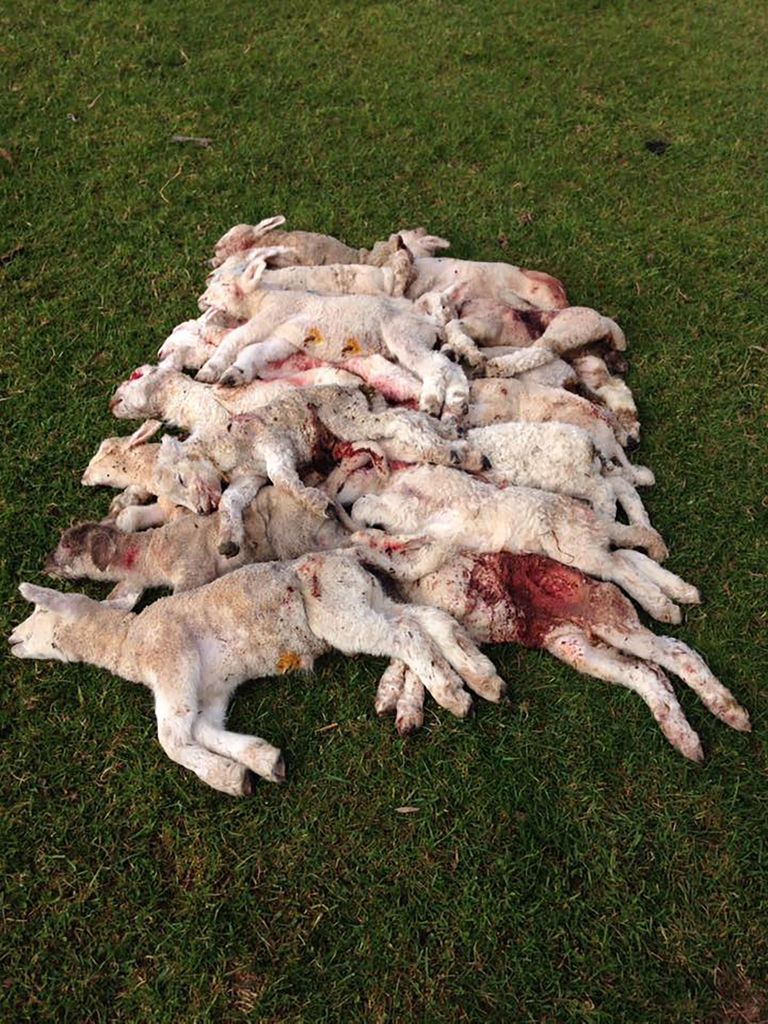 Hukkunud lambad