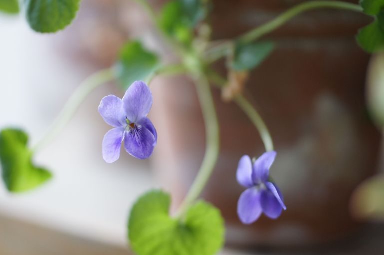 Pildil on lõhnav kannike ehk Viola odorata