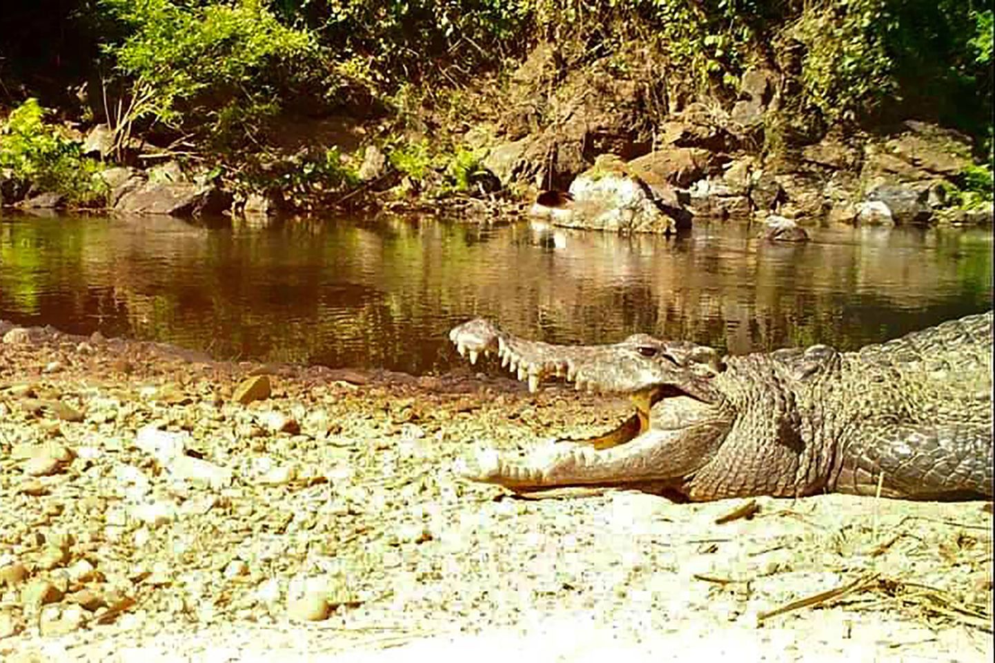 Tai Kaeng Krachan rahvuspark avaldas 23. jaanuaril foto väljasuremisohus olevast Siiami krokodillist, keda on nähtud viimase kümne aasta jooksul vaid paar korda.