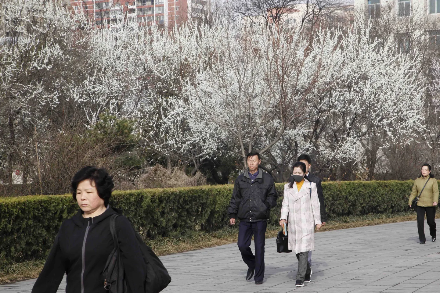 Kevadine Pyongyang.