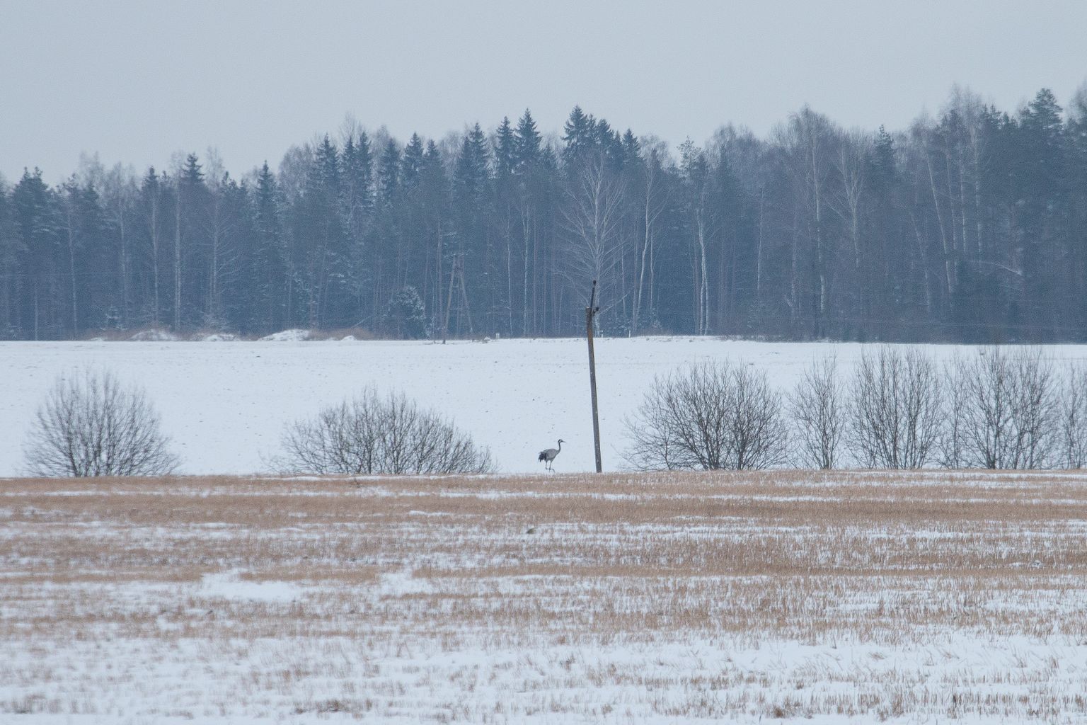 Külm ei kohuta: see põllul patseerinud sookurg püüti pildile möödunud aasta jaanuaris ühel Viljandimaa põllul.