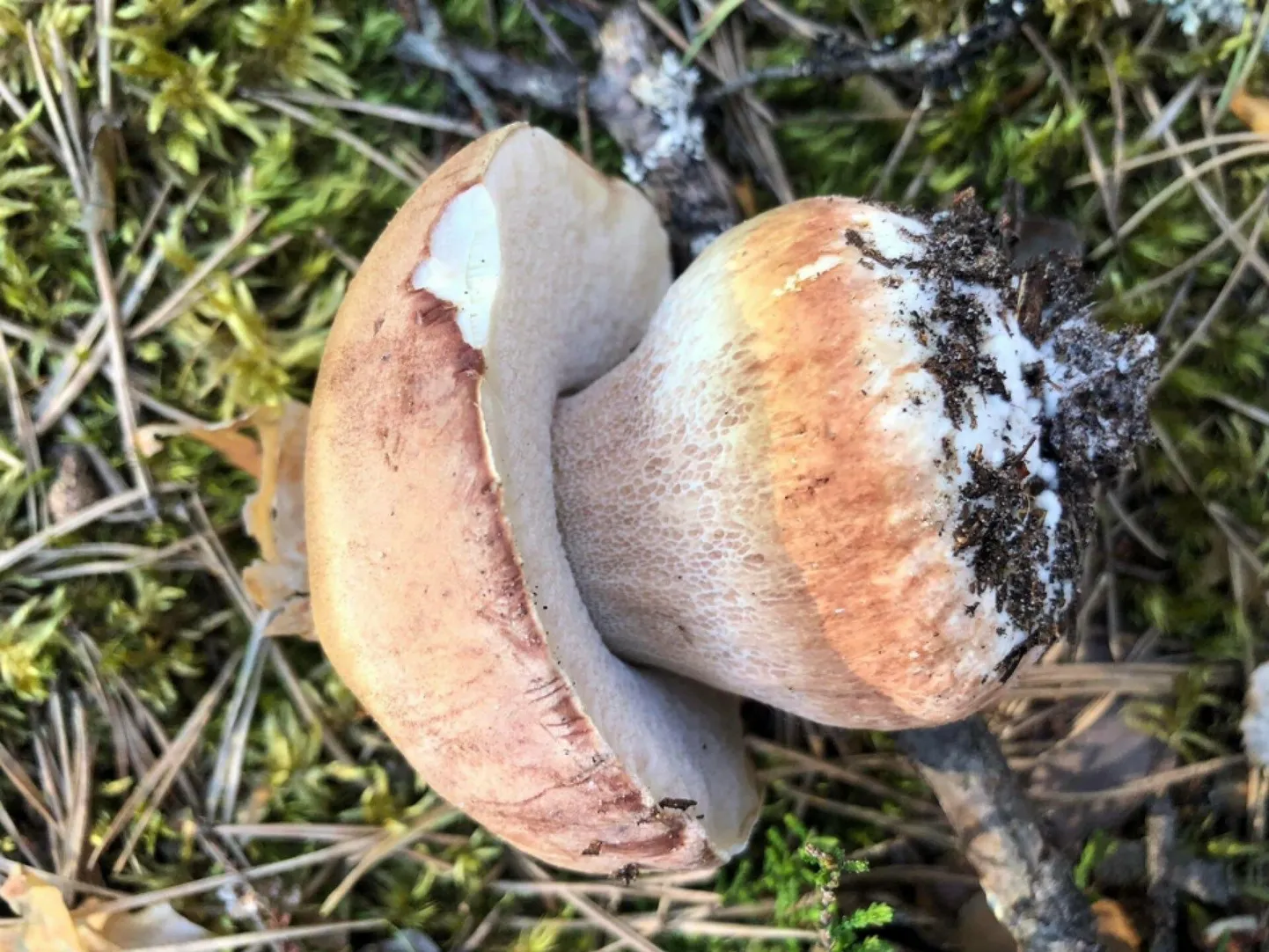 Lätist Valka lähistelt leitud seen