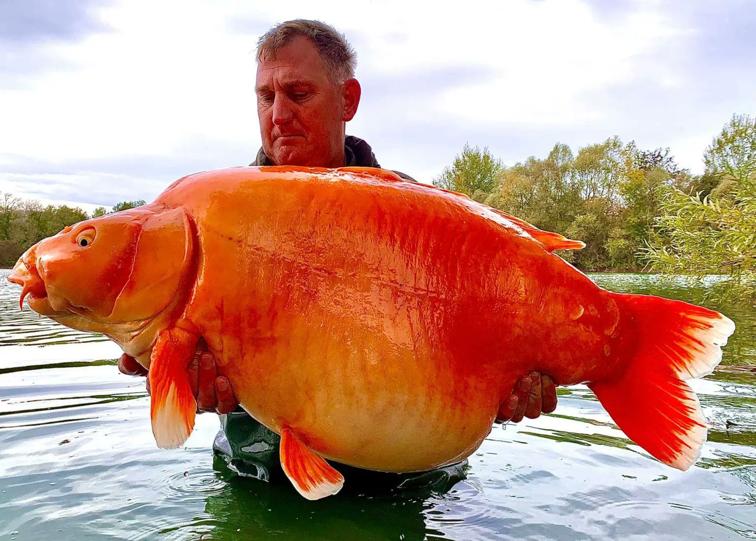 Во Франции рыбак поймал огромную "золотую рыбку"