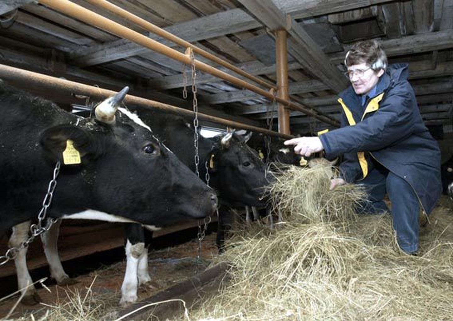 Kolmapäeva lõunani saab taotleda piimatootmise vähendamise toetust. Foto on illustratiivne.