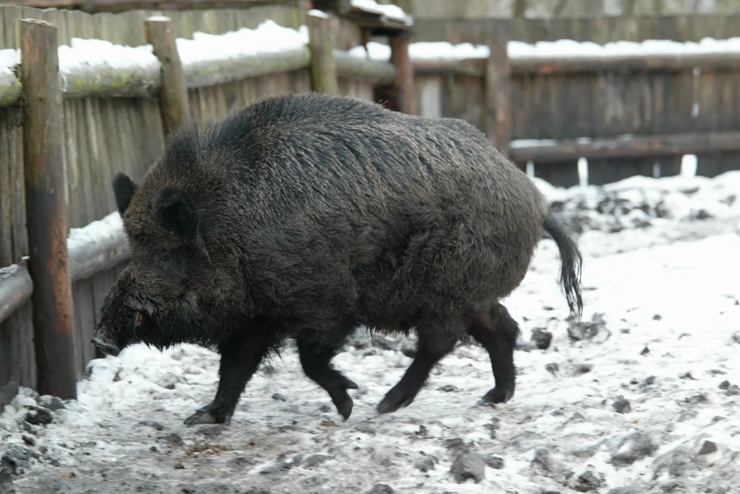 Metssiga Elistvere loomapargis. Ühe Lõuna-Saksamaa taksojuhi hinnangul on aga pildil hoopis suur hamster.