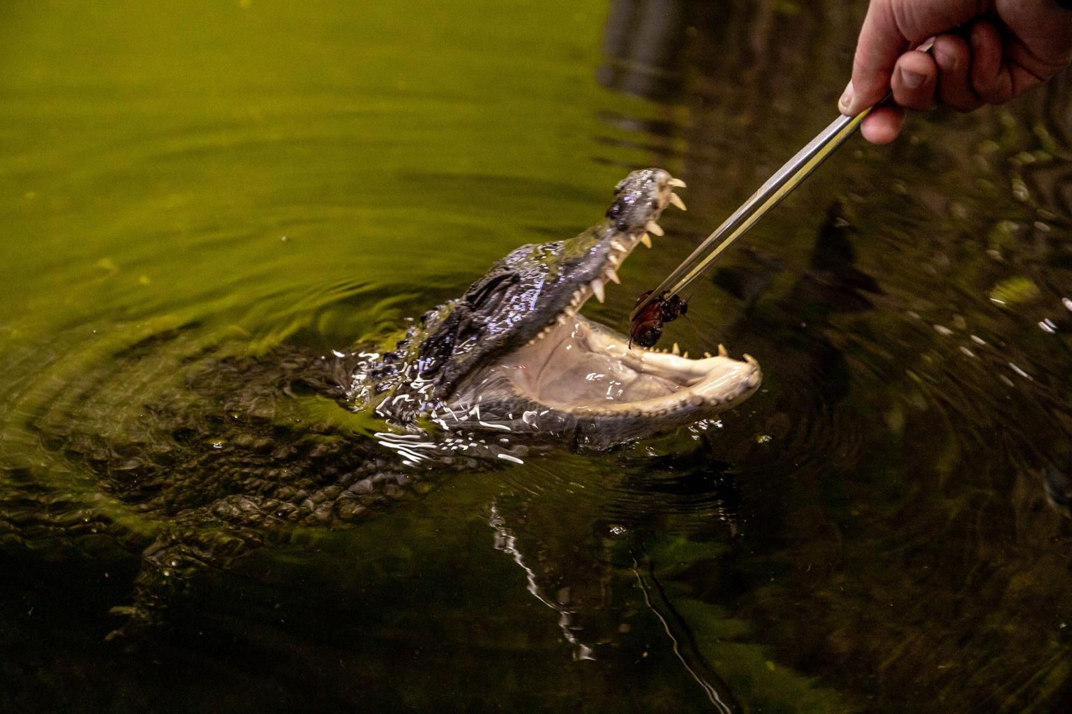 Krokodillilised vahetavad elu jooksul hambaid kuni 50 korda.