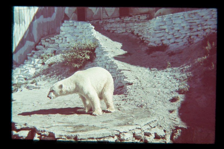 В вольере для белых медведей был сложный ландшафт, 1939 год.