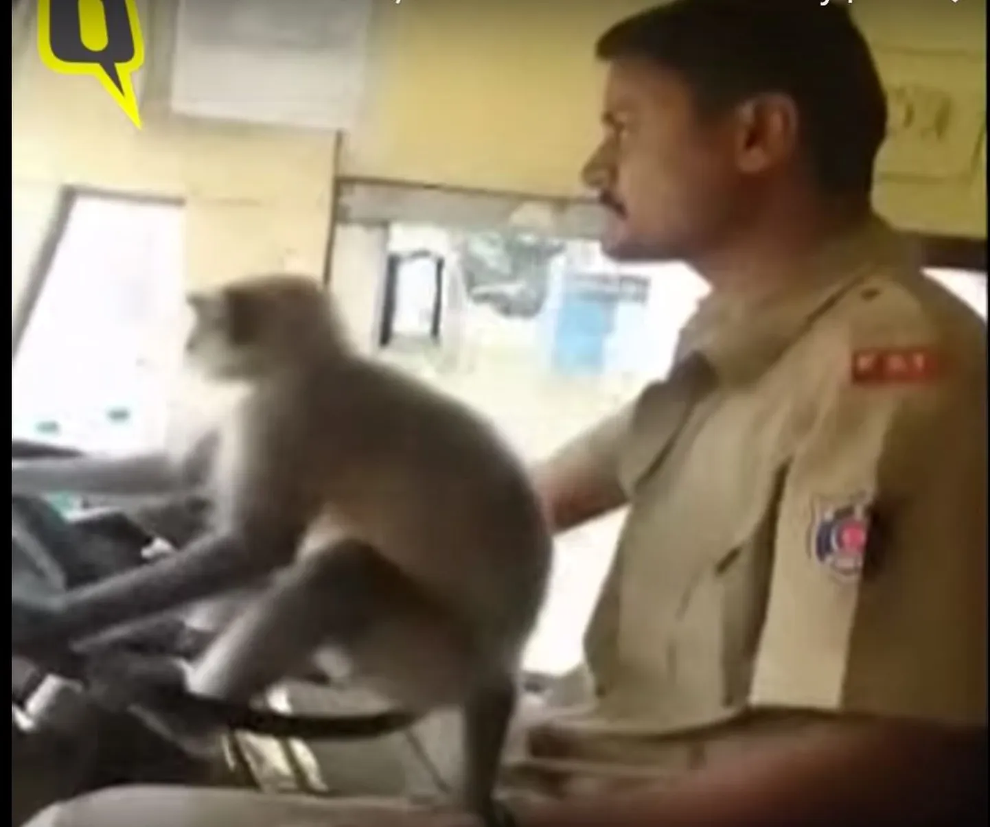 Hall langur bussi roolis Davanagere linnas Lõuna-Indias.