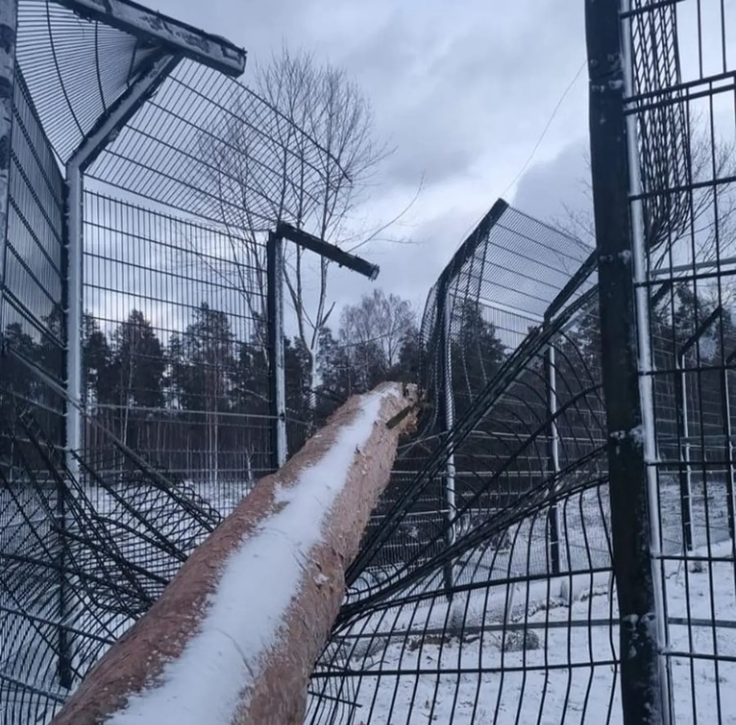 Sabojātais lāču voljers dzīvnieku patversmē "Mežavairogi".