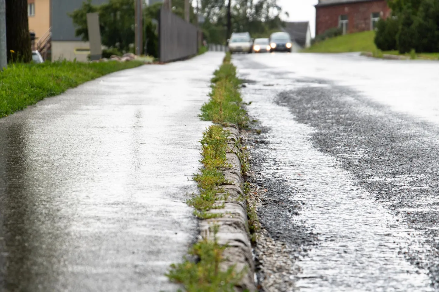 Kolmapäeva lõuna ajal nägi tõrjet saanud umbrohi Viljandis Reinu teel endiselt elujõuline välja.