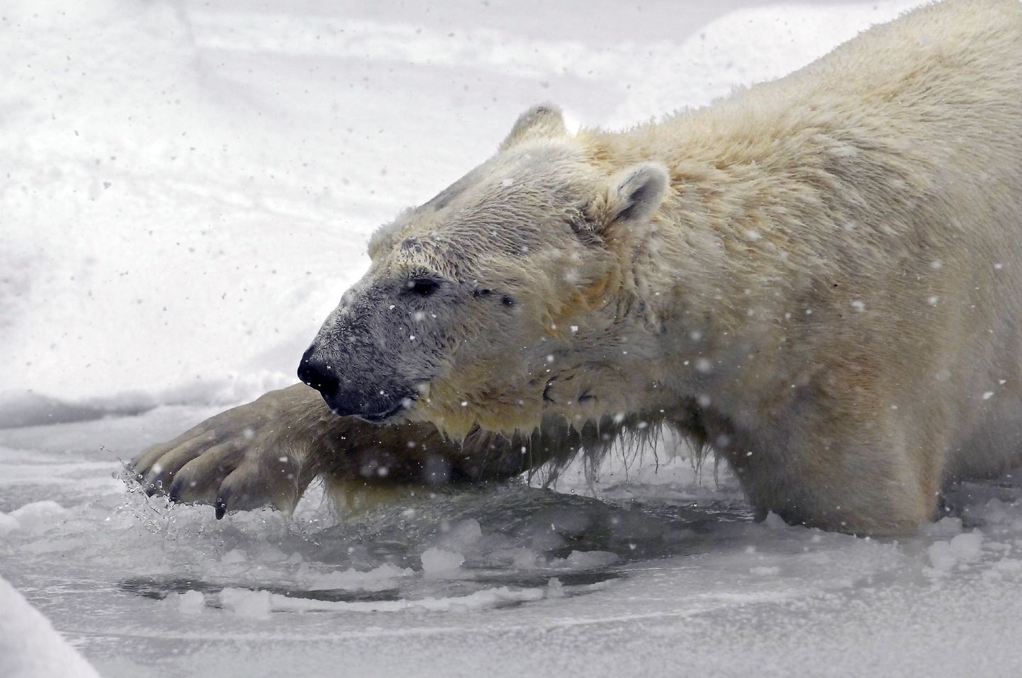 Teravmägedelt leiti nälga surnud jääkaru