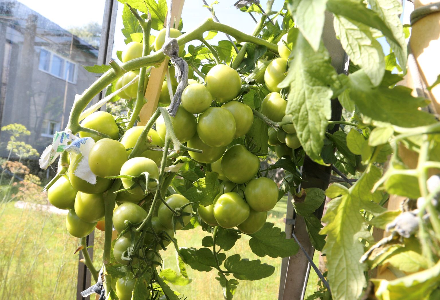 Tomativilju on kasvuhooneis küll palju, kuid päikesel pole võimu neid punaseks küpsetada. Vaid üksikud viljad on hakanud oranži jumet külge võtma.