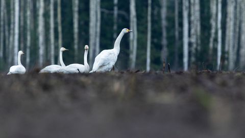 LOODUSVAATLUS ⟩ Õhus väreleb ärevus: luiged aimavad lume tulekut