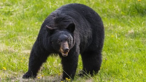 12-aastane poiss sattus koduaias karuga silmitsi – tema järgmine samm üllatas kõiki