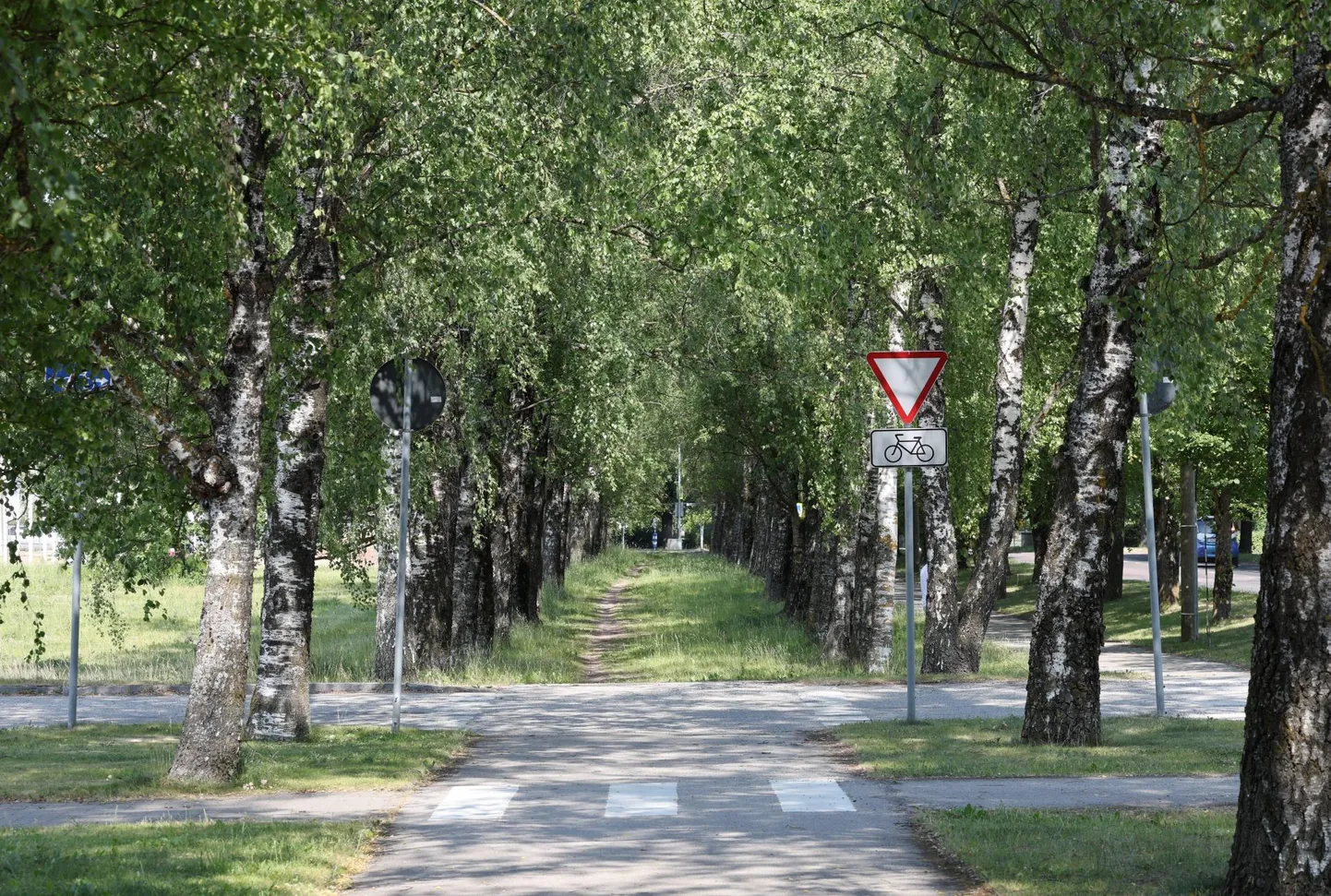 Ravila tänava kaseallee keskel kulgev rattatee on plaanis pikendada Viljandi ristmikuni ja kaseallee asemele istutada uued puud.