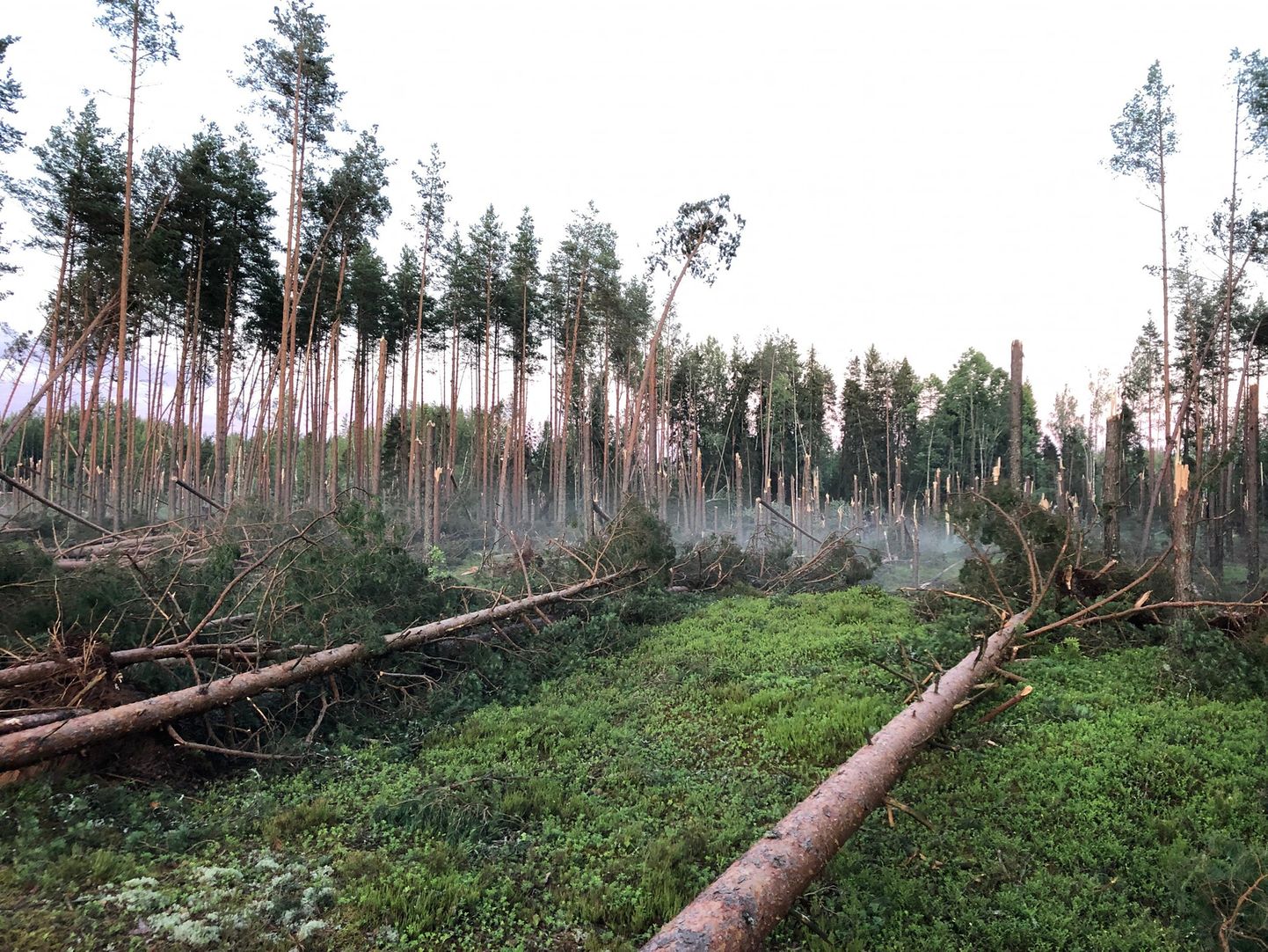 Tornaado langetas puid ja laastas Ida-Lätis metsa.