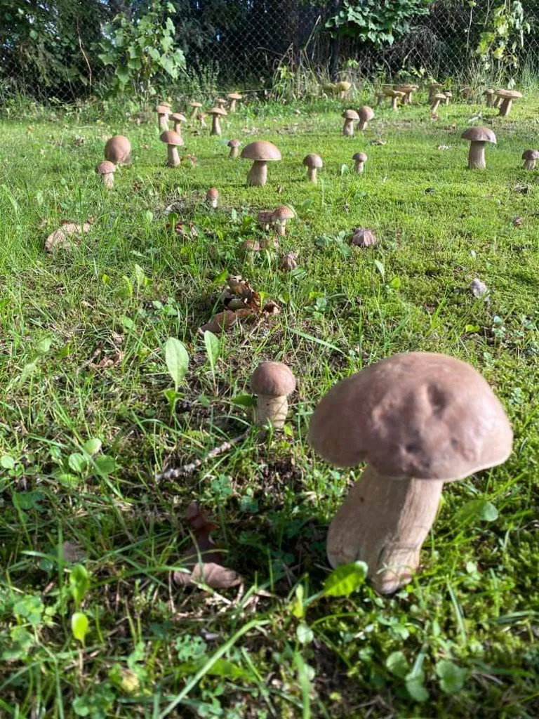 Puravikuvälu