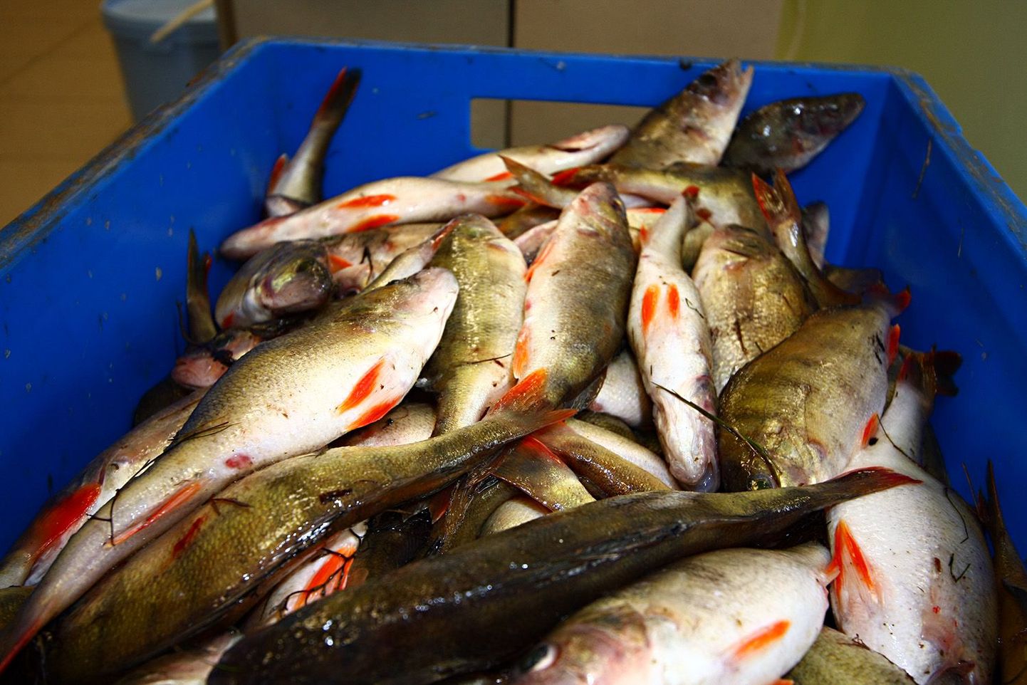 Tallinna kalaturult saab osta samal päeval püütud värsket kala.