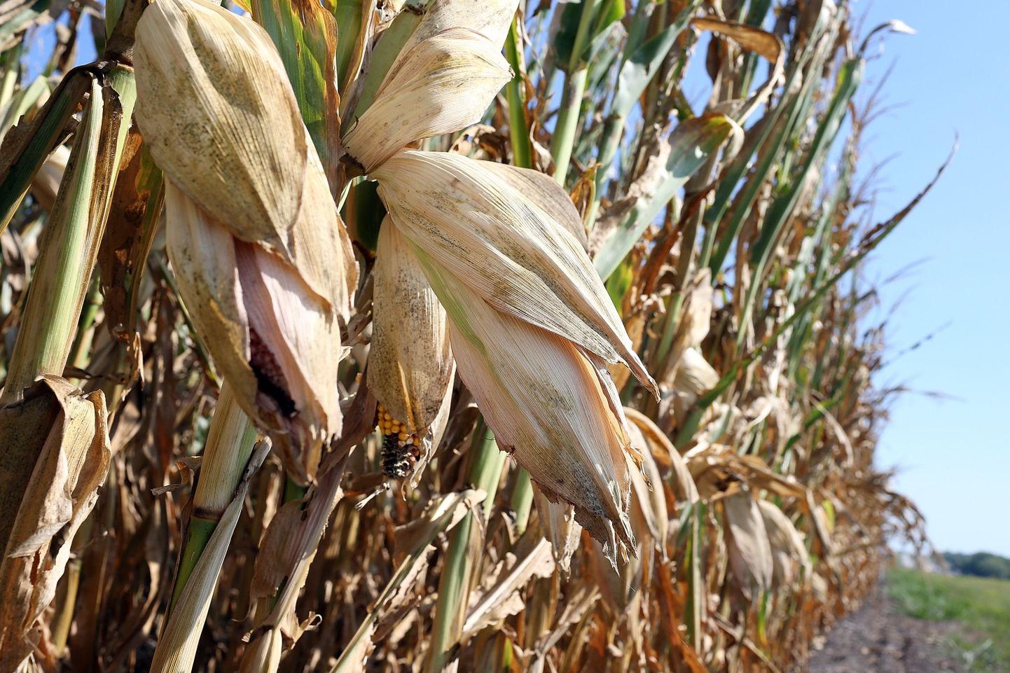 Põuas kannatanud maisipõld Iowas. Alates juunikuust on maisi, sojaubade ja nisu hinnad kerkinud 30-50 protsenti.