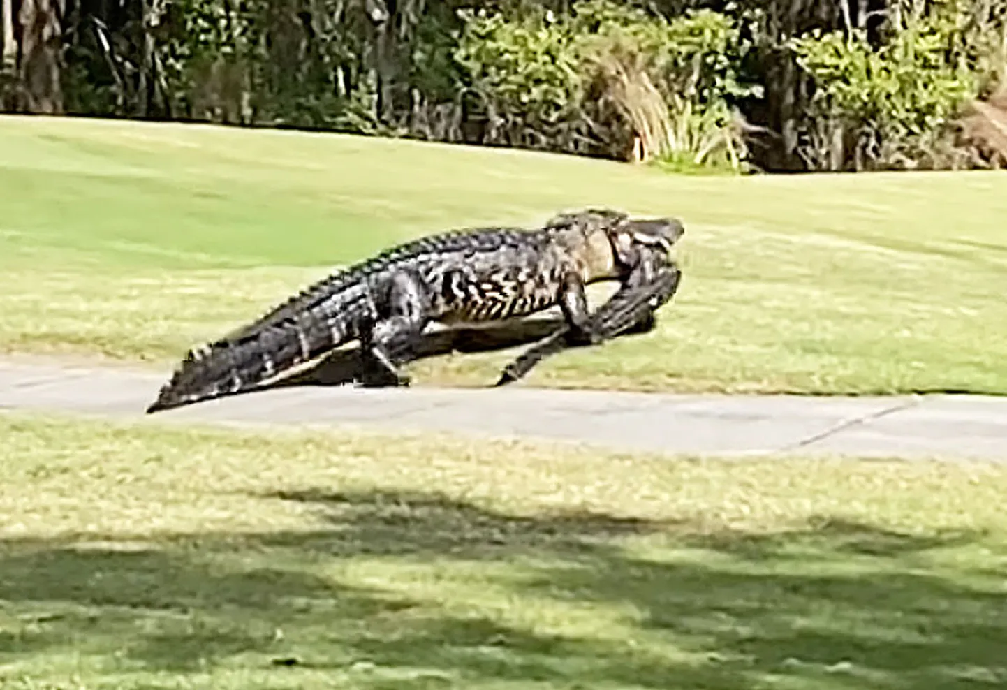 Haruldane vaatepilt, mida igapäevaselt golfiväljakul ei näe