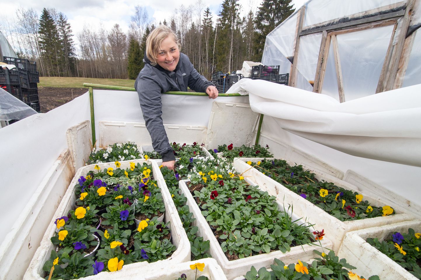 "Я как знала, что украинские цвета в этом году будут важны", - нынче Ыннела Рейвардт посадила много фиалок рогатых с синими и желтыми цветками.