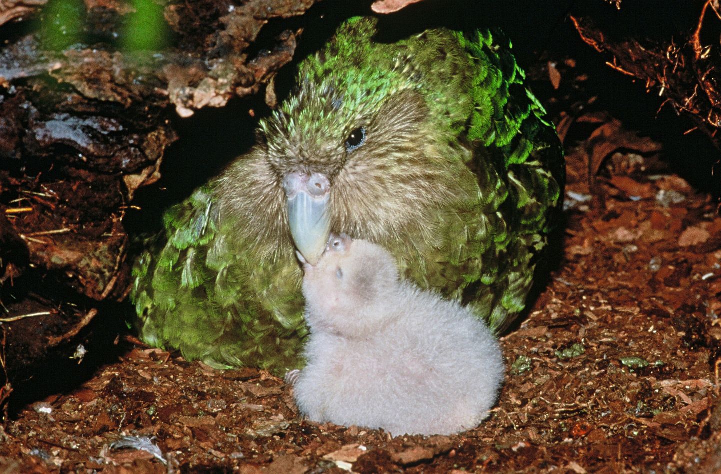 Kakapos papagiļi.
