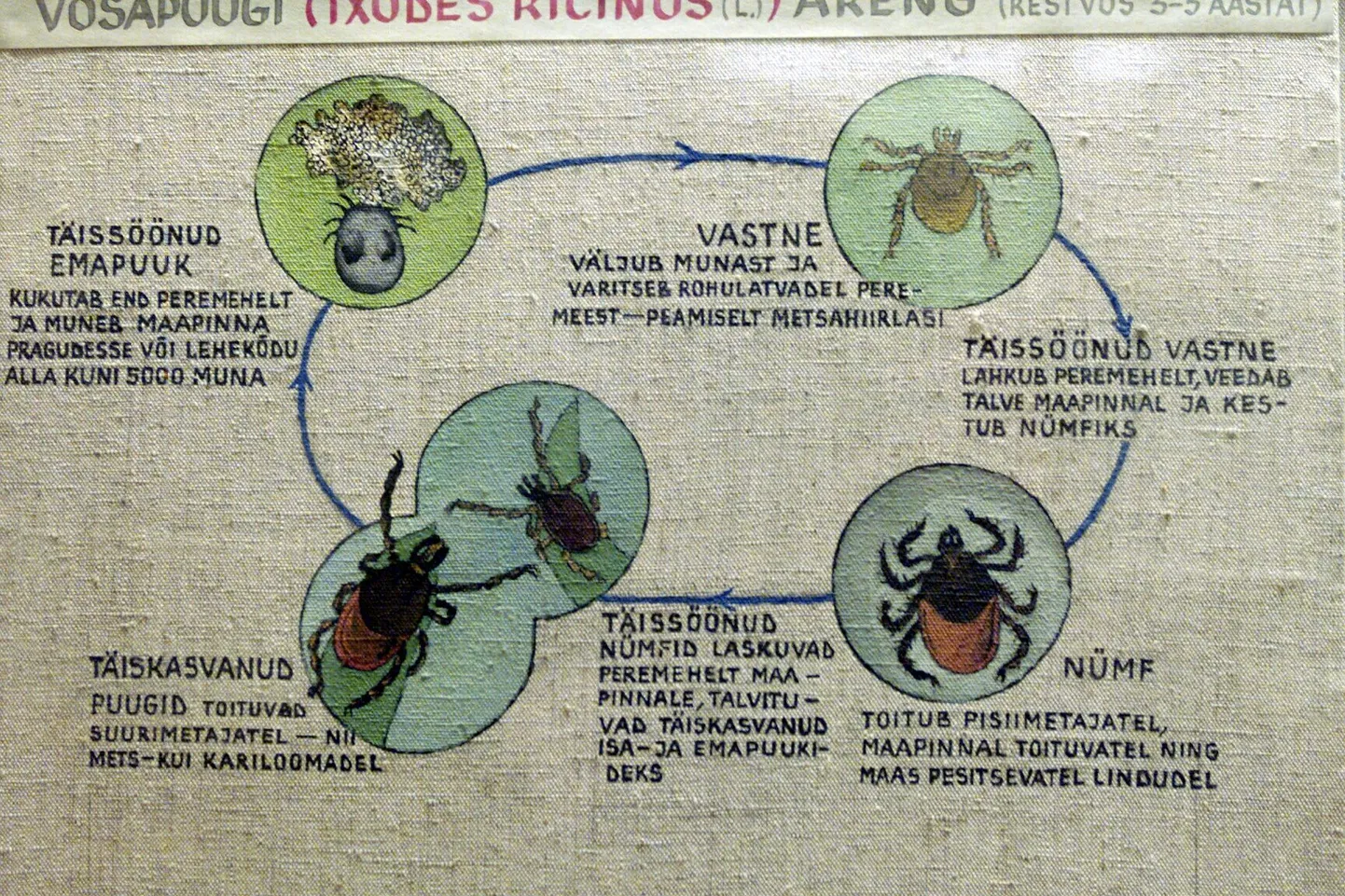 Kuigi puugid levitavad borrelioosi kevadest sügiseni, registreeritakse haigusjuhte ka talvel. Pildil joonis võsapuugi elutsüklist.