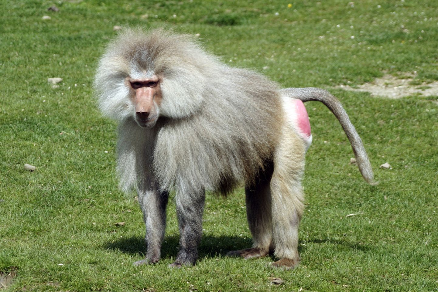 Бабуин ледовских. Животное похожее на маленького волосатого бабуина. Павиан с белой гривой и черной шерстью. Животное с маленькой и волосатый попой.