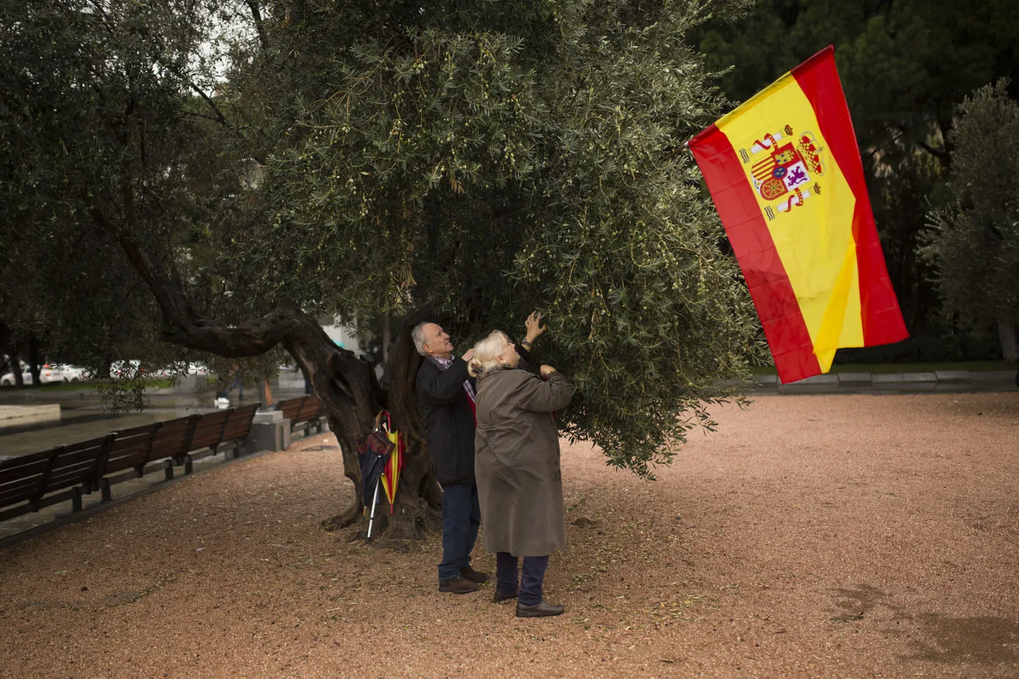 Hispaania ühtsuse toetuseks on üle selle maa, sealhulgas ka Kataloonias, välja ilmunud järjest rohkem riigilippe. Pildil kinnitatakse Hispaania lippu oliivipuu külge Madridi Kolumbuse väljakul.