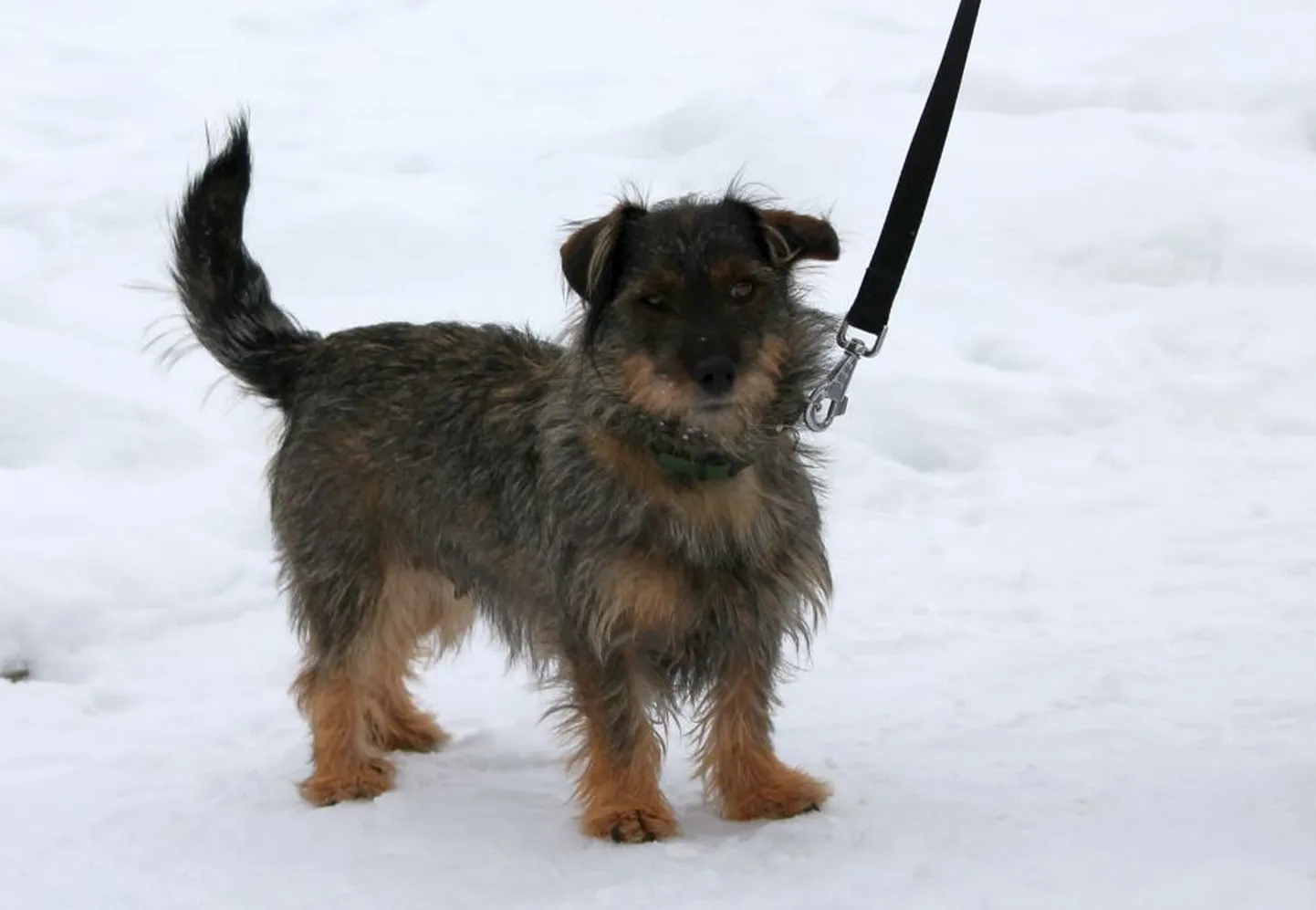 Ronja.
