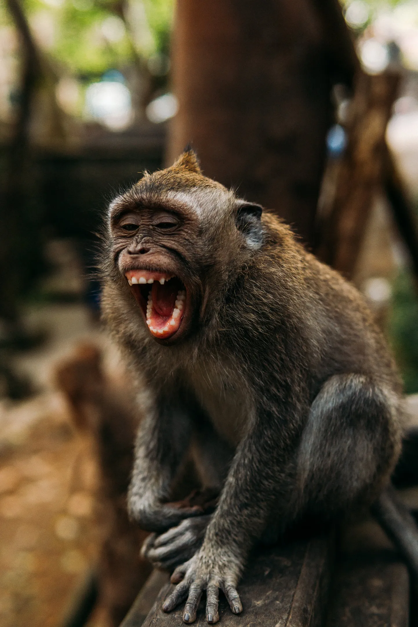 Kuigi masturbeerimisega tegelevad nii vangistuses kui ka vabalt elavad ahvid, kipuvad vangistatud ahvid ennast rohkem rahuldama