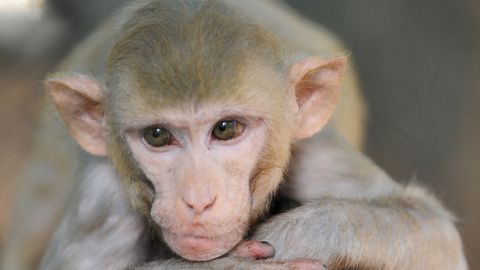 Läbimurre HIV ravimises: ahvidel õnnestus samalaadne tõbi välja ravida