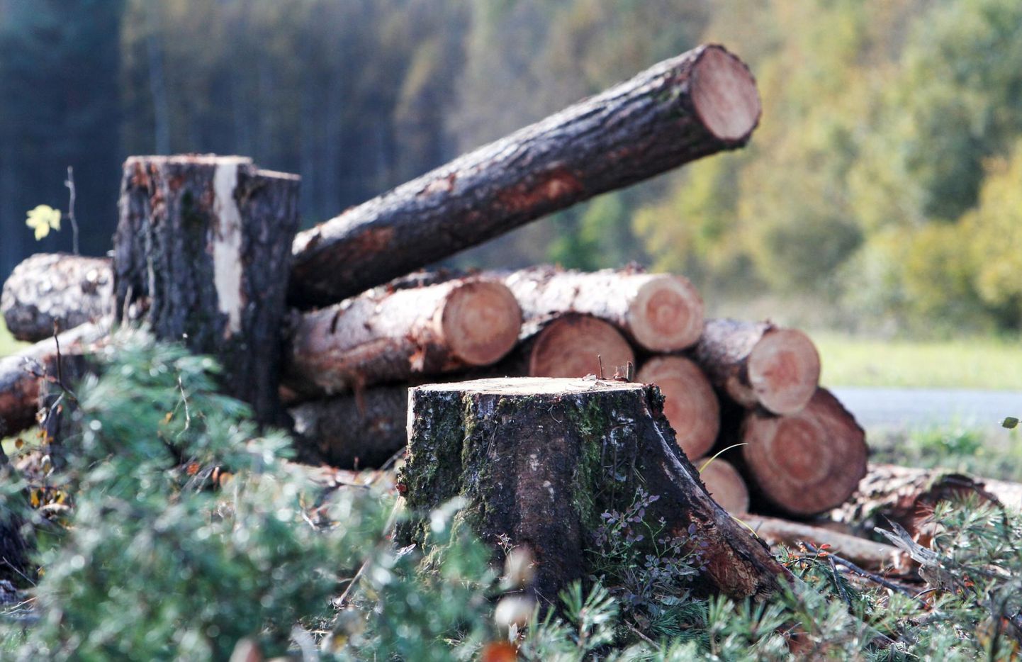Miljardieurost puidurafineerimistehast rajada sooviv Est-For Invest kuulab maad Saarde vallas.