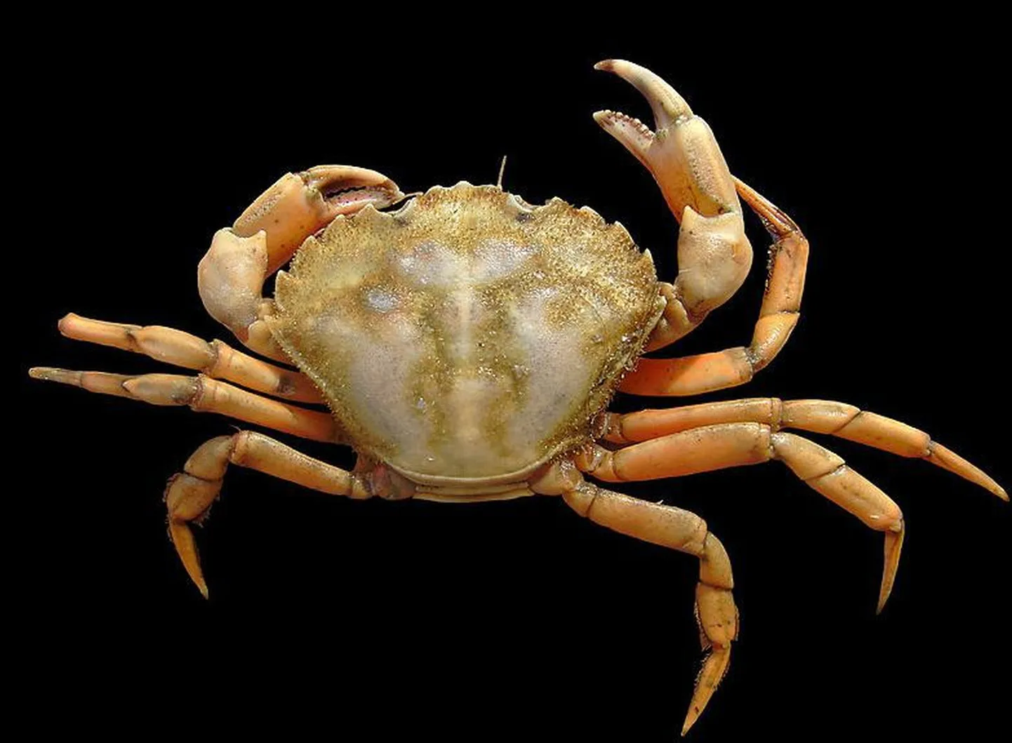 Tavaline rannakrabi (Carcinus maenas)