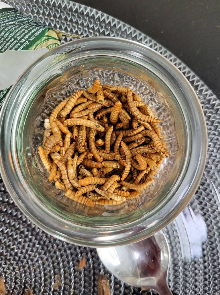 Высушенные личинки червей, то есть опарыши - очень полезная и богатая протеином еда