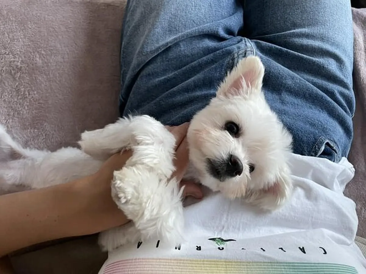 Dora on meie juures olnud kuu aega ja selle ajaga on muutus olnud suur. Talle meeldib väga süles olla ning kaisus magada, samuti on ta suur musitaja.
