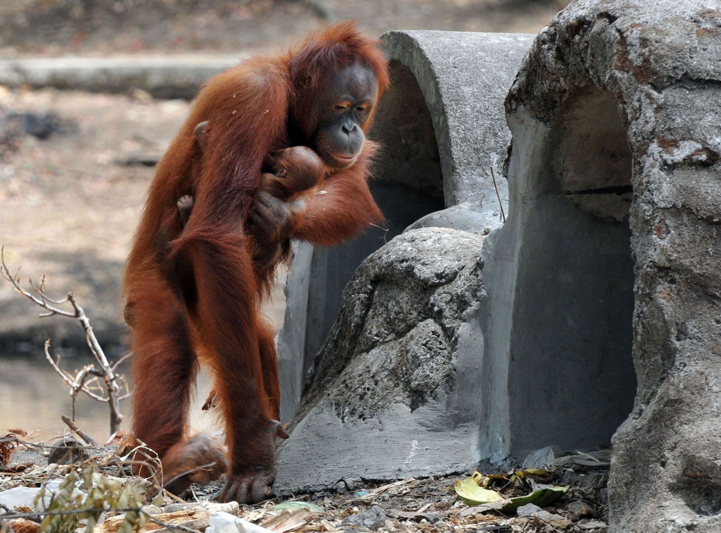 Orangutan Tori oma beebiga.