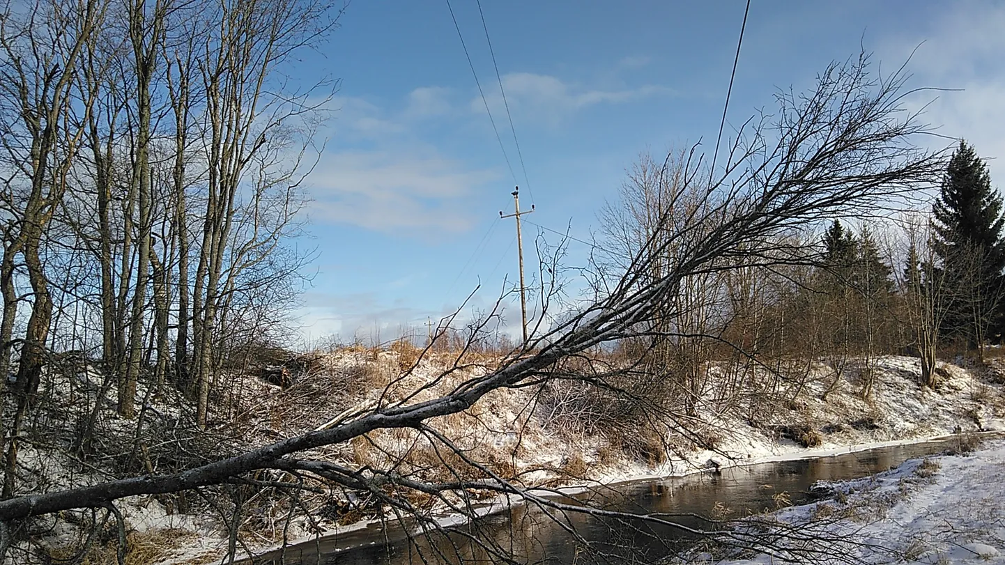 Tormituuled on langetanud puu liinidele.