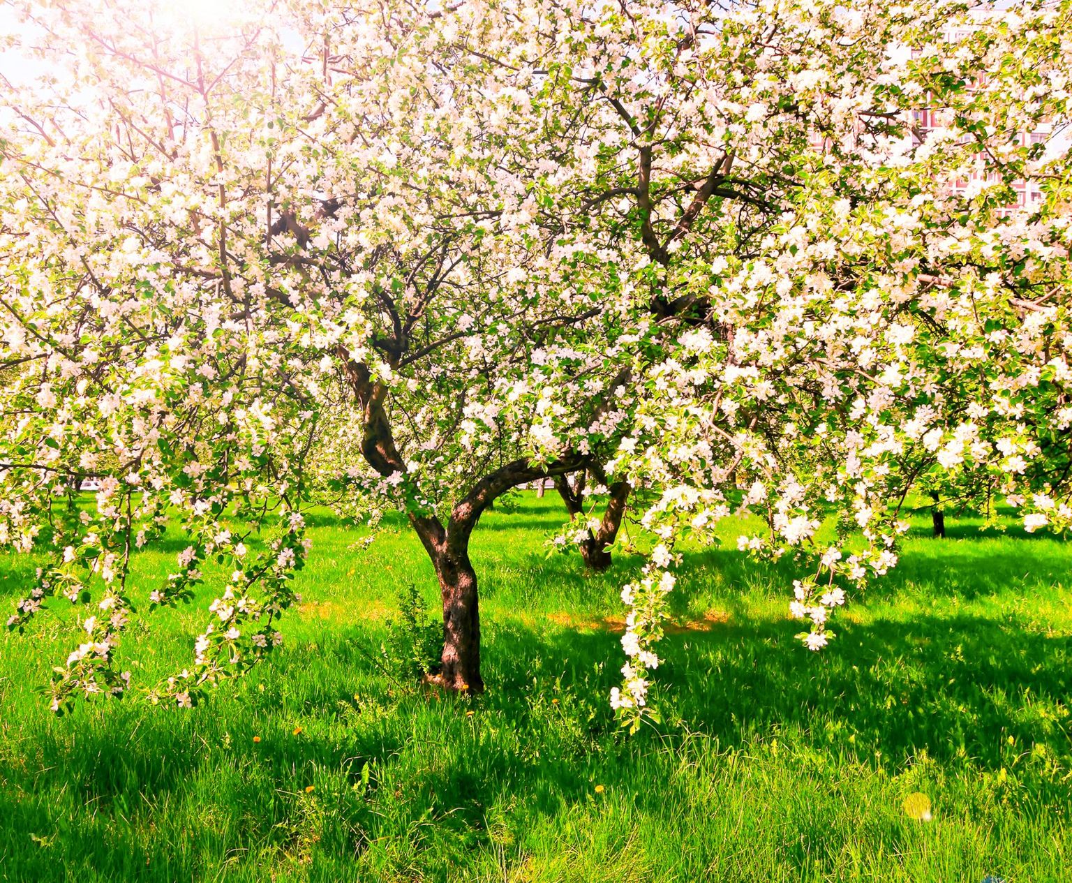 Vanad õunapuud on väärtus, mida kindlasti säilitada tasub. Shutterstock