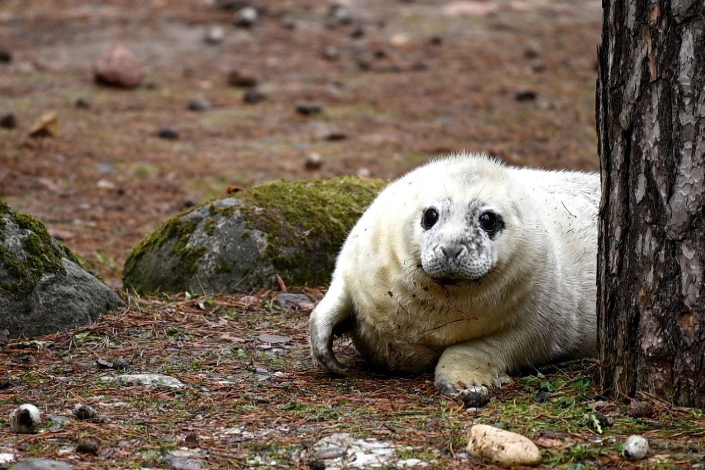 Svētki Rīgas zoodārzā: dzīvnieku pulkam pievienojas roņu mazulis